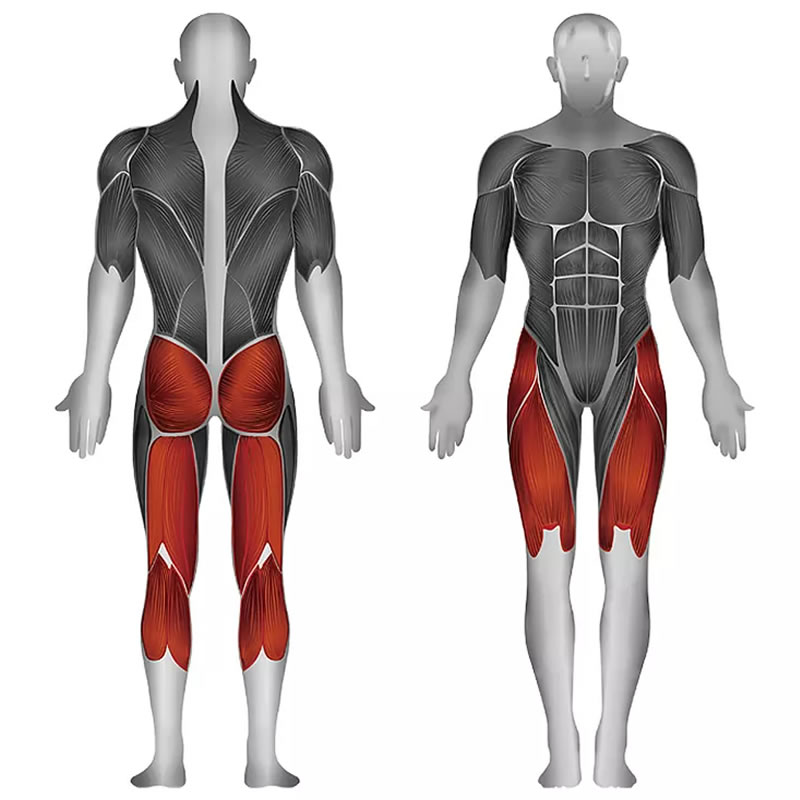 史帝飛卓越Z系列 臀大肌,股四頭肌,股二頭肌,腓腸肌,比目魚肌 ID:1675 訓練部位